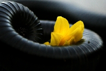 Yellow and Black