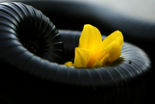 Yellow and Black