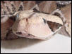 Gaboon Close-Up