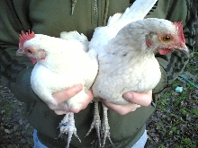 Bantam
