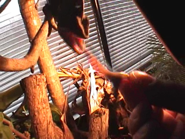 eating