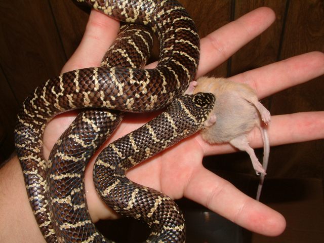 eating1
