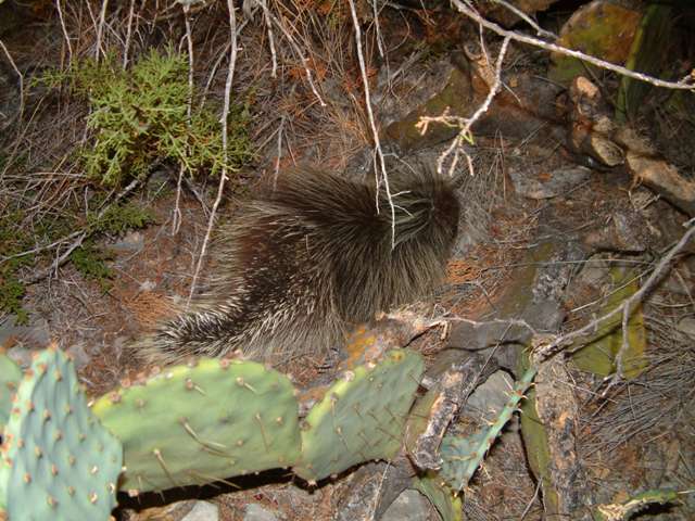 porcupine