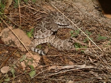 rattle snake - val verde
