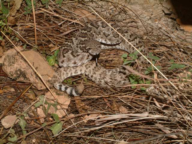 rattle snake - val verde