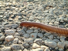 millipede