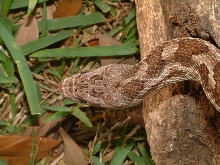 rat snake male
