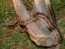 rat snake male