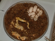 Amel jungle with eggs
