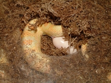 Amel jungle laying egg