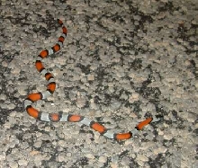 male 277 on road