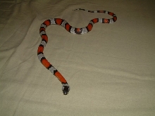male 277_1
