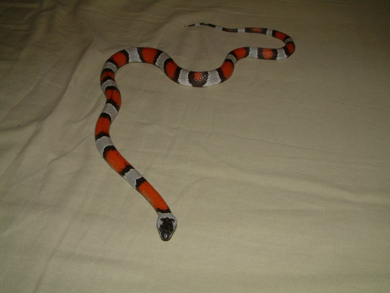 male 277_1