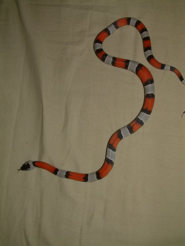 male 277_2