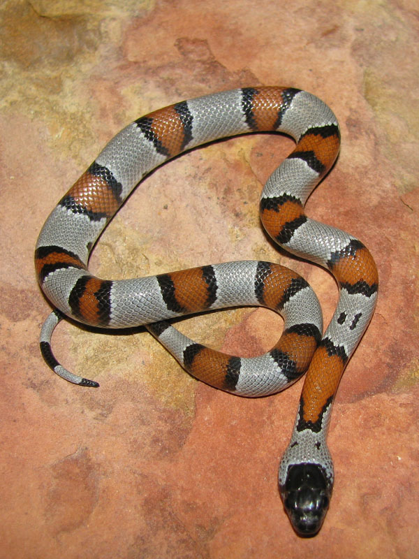 F1 Juno - female1