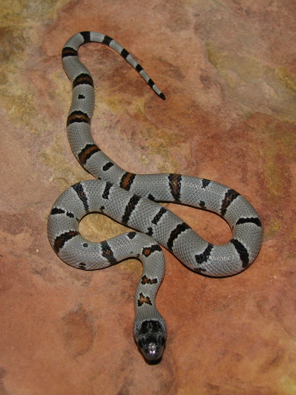 F1 Juno - Female2