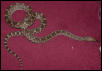 bull snake
