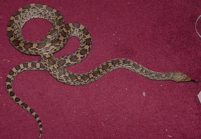 bull snake
