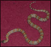 kingsnake