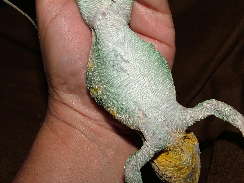 Houston's belly much better now!
