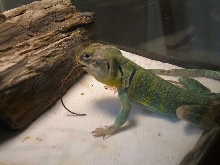 Houston enjoying a lizard