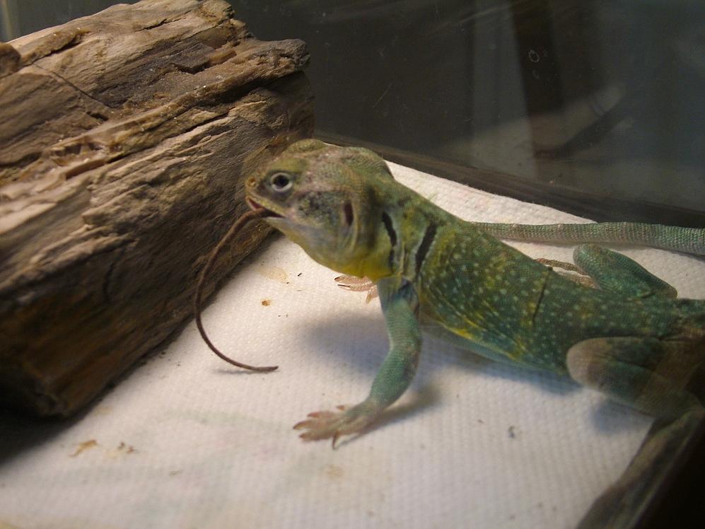 Houston enjoying a lizard