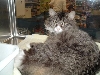 ****PEACHES****, OUR NEW MAINE COON