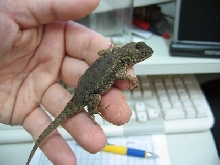 Tropidurus itambere, adult female