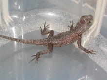 Tropidurus itambere hatchling