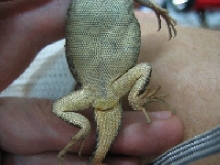 T.itambere, female belly