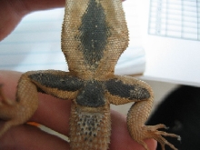 T.itambere, male belly
