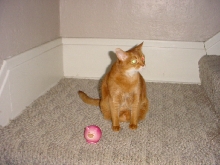 nala and onion