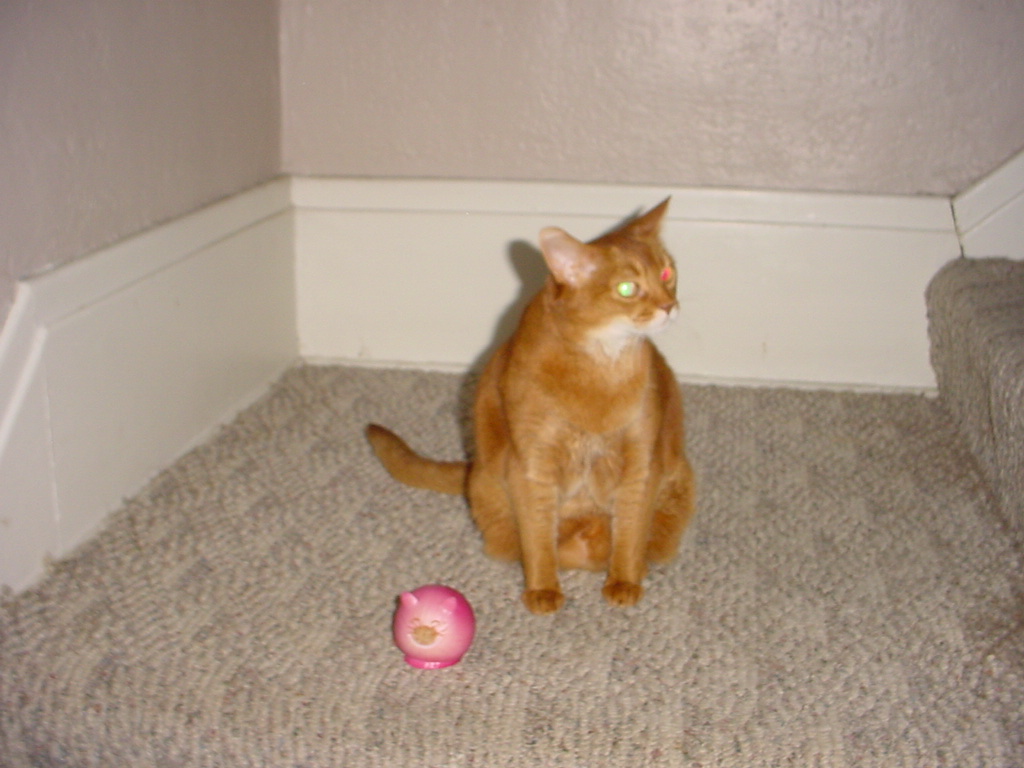 nala and onion