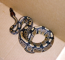 Royal Python - Eddie2