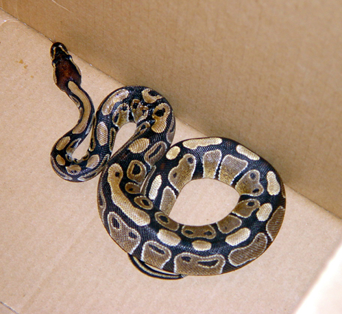 Royal Python - Eddie2