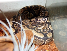 Royal Python - Eddie