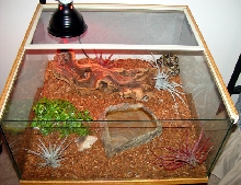 Royal Python Home