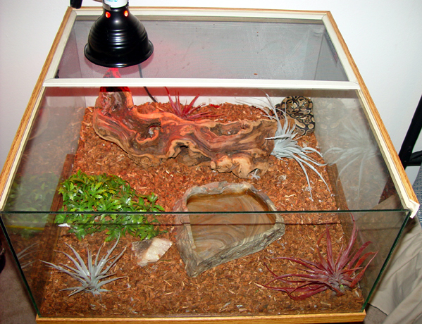 Royal Python Home
