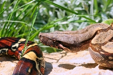 Iquitos Peruvian male