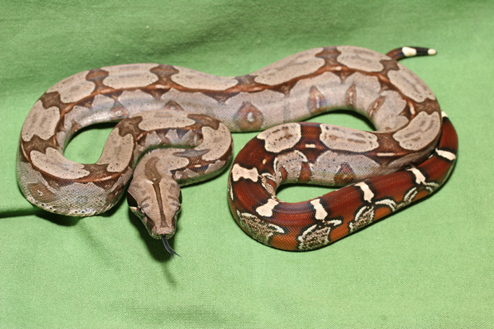 Suriname redtail boa