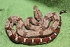 Suriname redtail boa