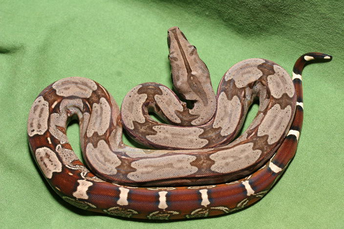 Suriname redtail boa