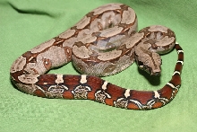 Suriname redtail boa