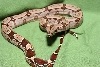 Suriname redtail boa