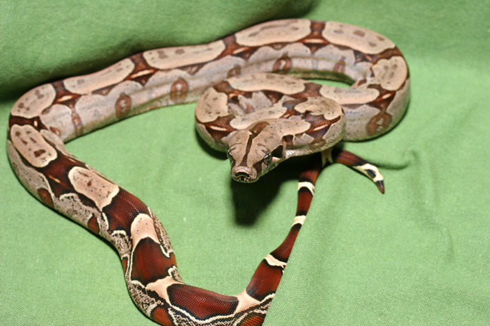 Suriname redtail boa