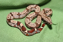 Suriname redtail boa