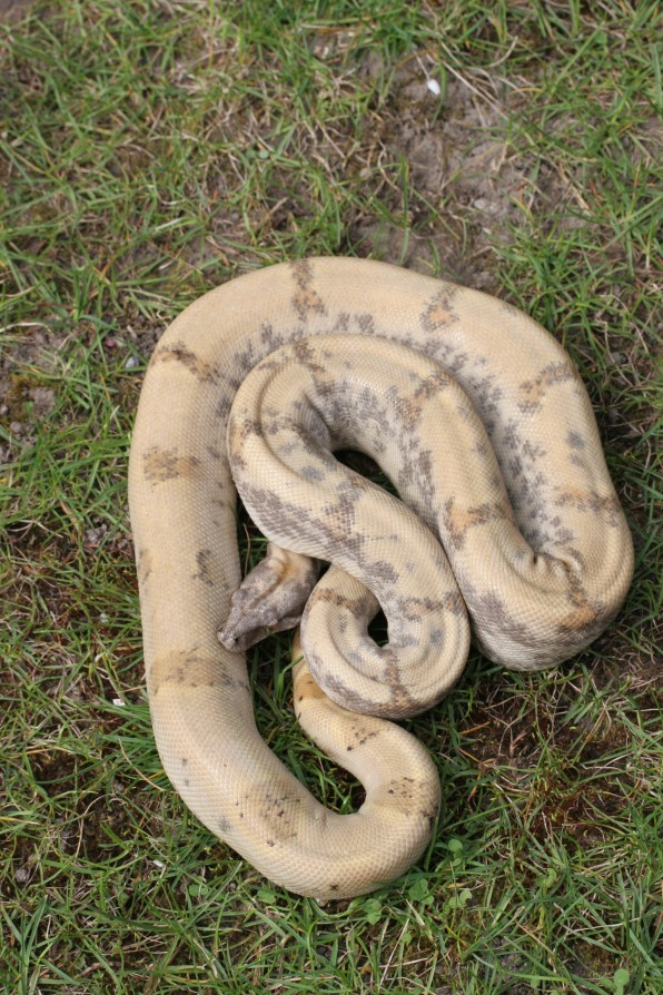 Pearl female