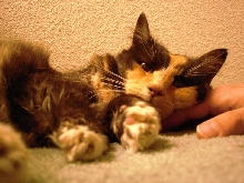 20 great years with my tortie calico Patches