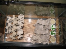 Small little cricket bin