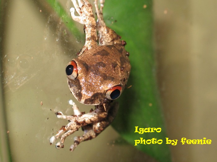 Igaro!